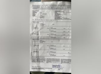 Niemiecki koń sportowy, Wałach, 9 lat, 164 cm, Gniada