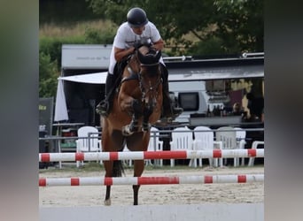 Niemiecki koń sportowy, Wałach, 9 lat, 167 cm, Gniada