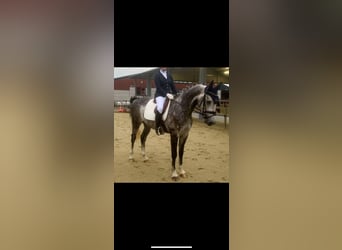 Niemiecki koń sportowy, Wałach, 9 lat, 167 cm, Siwa jabłkowita