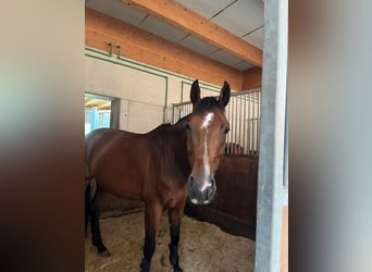 Niemiecki koń sportowy, Wałach, 9 lat, 170 cm, Gniada