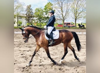 Niemiecki koń sportowy, Wałach, 9 lat, 172 cm, Gniada