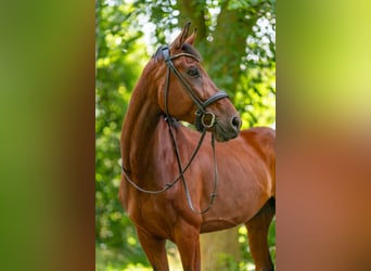 Niemiecki koń sportowy, Wałach, 9 lat, 173 cm, Gniada