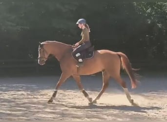 Niemiecki koń sportowy, Wałach, 9 lat, 174 cm, Kasztanowata