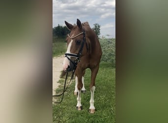 Niemiecki koń sportowy, Wałach, 10 lat, 163 cm, Kasztanowata