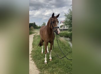 Niemiecki koń sportowy, Wałach, 10 lat, 163 cm, Kasztanowata