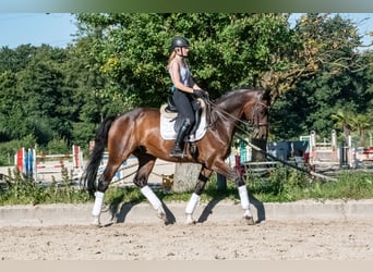 Niemiecki koń sportowy, Wałach, 10 lat, 166 cm, Gniada