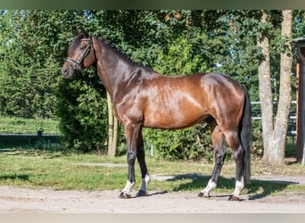 Niemiecki koń sportowy, Wałach, 10 lat, 166 cm, Gniada