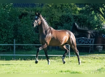 Niemiecki koń sportowy, Wałach, 10 lat, 166 cm, Gniada