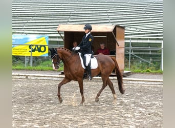 Niemiecki koń sportowy, Wałach, 10 lat, 169 cm, Kasztanowata