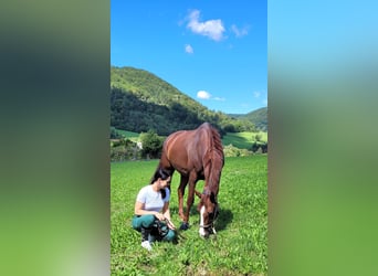 Niemiecki koń sportowy, Wałach, 10 lat, 169 cm, Kasztanowata