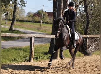 Niemiecki koń sportowy, Wałach, 10 lat, 172 cm, Ciemnogniada