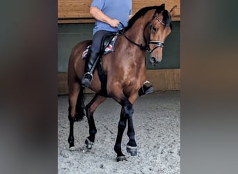 Niemiecki koń sportowy, Wałach, 10 lat, 174 cm, Jasnogniada