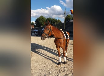 Niemiecki koń sportowy, Wałach, 10 lat, 175 cm, Kasztanowata