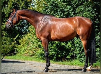 Niemiecki koń sportowy, Wałach, 10 lat, 180 cm, Ciemnogniada