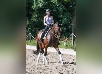 Niemiecki koń sportowy, Wałach, 11 lat, 166 cm, Gniada