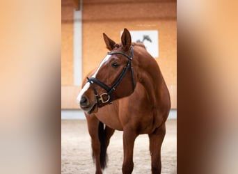 Niemiecki koń sportowy, Wałach, 11 lat, 168 cm, Kasztanowata