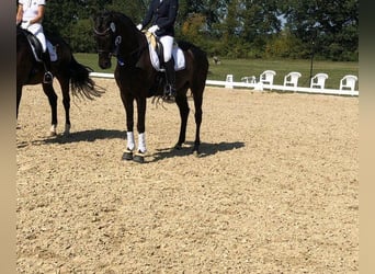 Niemiecki koń sportowy, Wałach, 11 lat, 172 cm, Ciemnogniada