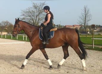 Niemiecki koń sportowy, Wałach, 11 lat, 172 cm, Gniada