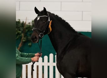 Niemiecki koń sportowy, Wałach, 11 lat, 173 cm, Ciemnogniada