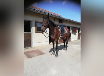 Niemiecki koń sportowy, Wałach, 11 lat, 186 cm, Ciemnogniada