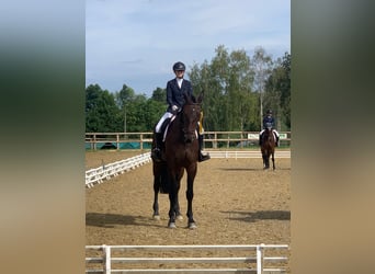 Niemiecki koń sportowy, Wałach, 11 lat, 186 cm, Ciemnogniada