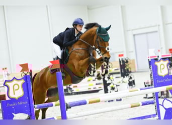 Niemiecki koń sportowy, Wałach, 11 lat
