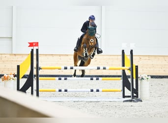 Niemiecki koń sportowy, Wałach, 11 lat