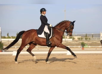 Niemiecki koń sportowy, Wałach, 12 lat, 168 cm, Gniada