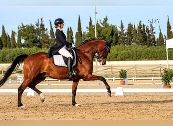 Niemiecki koń sportowy, Wałach, 12 lat, 168 cm, Gniada