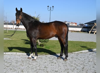 Niemiecki koń sportowy, Wałach, 12 lat, 168 cm, Gniada