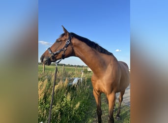 Niemiecki koń sportowy, Wałach, 12 lat, 170 cm, Ciemnogniada