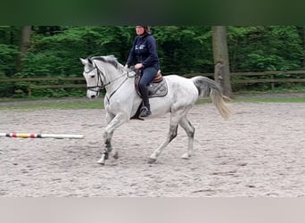 Niemiecki koń sportowy, Wałach, 12 lat, 174 cm, Siwa