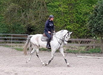 Niemiecki koń sportowy, Wałach, 12 lat, 174 cm, Siwa