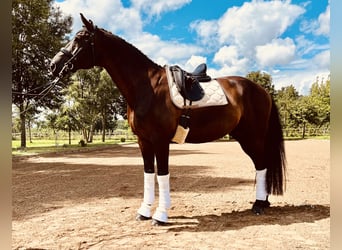 Niemiecki koń sportowy, Wałach, 12 lat, 179 cm, Kara
