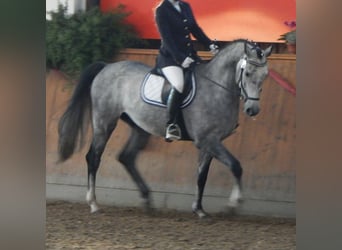 Niemiecki koń sportowy, Wałach, 13 lat, 170 cm, Siwa