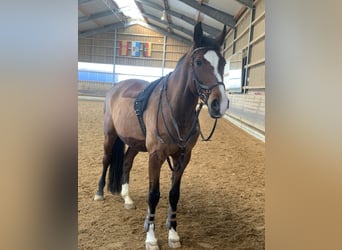 Niemiecki koń sportowy, Wałach, 13 lat, 182 cm, Gniada