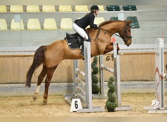 Niemiecki koń sportowy, Wałach, 14 lat, 163 cm, Kasztanowata