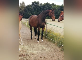 Niemiecki koń sportowy, Wałach, 14 lat, 167 cm, Ciemnogniada