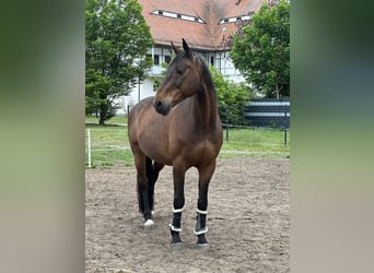 Niemiecki koń sportowy, Wałach, 14 lat, 169 cm, Ciemnogniada