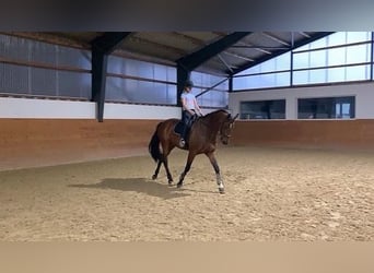 Niemiecki koń sportowy, Wałach, 15 lat, 167 cm, Gniada