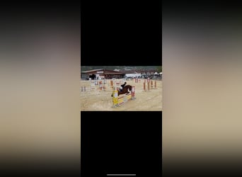 Niemiecki koń sportowy, Wałach, 15 lat, 167 cm, Gniada