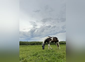 Niemiecki koń sportowy, Wałach, 16 lat, 158 cm, Srokata