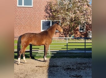 Niemiecki koń sportowy, Wałach, 17 lat, 175 cm, Gniada