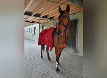 Niemiecki koń sportowy, Wałach, 18 lat, 167 cm, Gniada