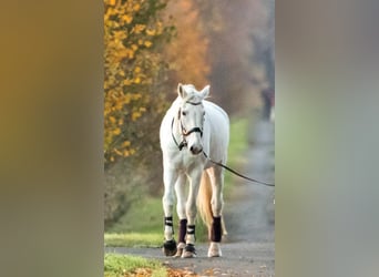 Niemiecki koń sportowy, Wałach, 19 lat, 182 cm, Siwa