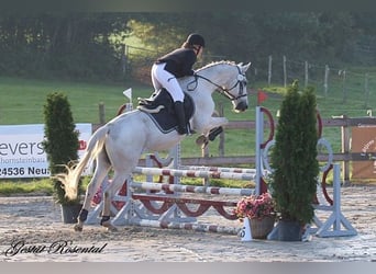 Niemiecki koń sportowy, Wałach, 20 lat, 165 cm, Siwa