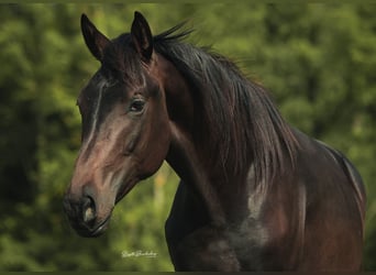 Niemiecki koń sportowy, Wałach, 2 lat, 162 cm, Gniada