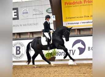 Niemiecki koń sportowy, Wałach, 2 lat, 167 cm, Ciemnogniada