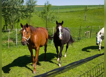 Niemiecki koń sportowy, Wałach, 2 lat, 168 cm, Może być siwy