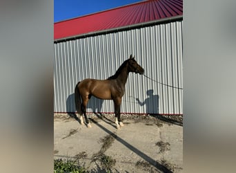 Niemiecki koń sportowy, Wałach, 2 lat, 170 cm, Gniada